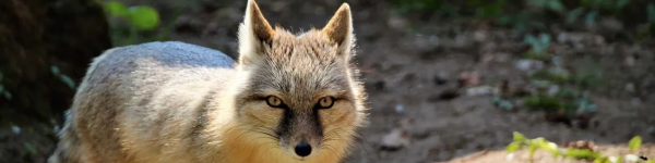 Natur- und Tierpark Brüggen Natur- und Tierpark Brüggen cover image